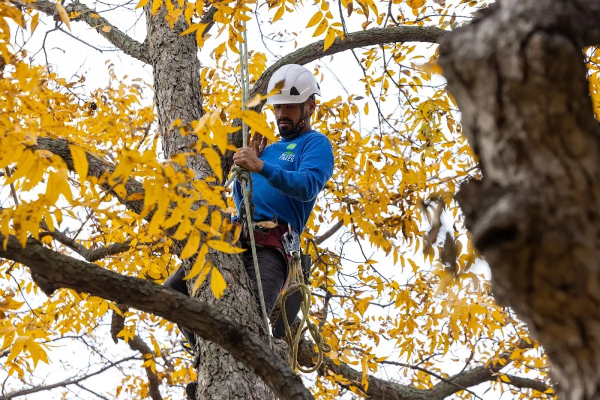 Skilled Tree Trimming crew working in Chalmers